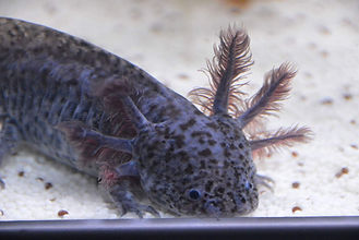 axolotl axanthique, gris