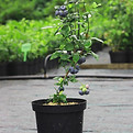 blueberry plant 2 year old.jpg