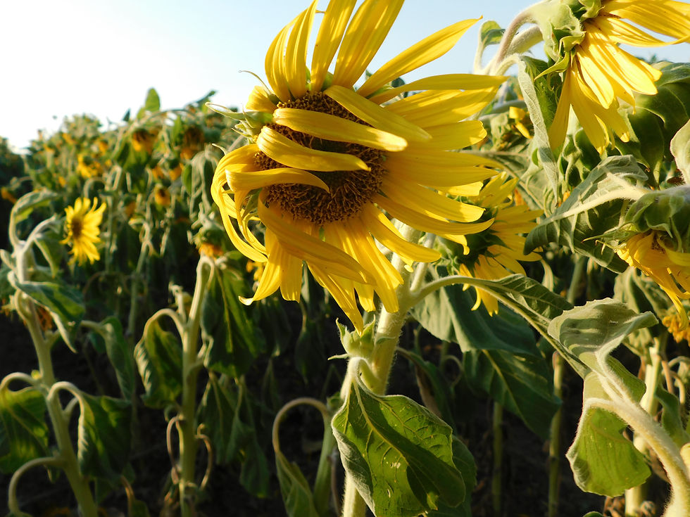 DSCN0758.JPG
