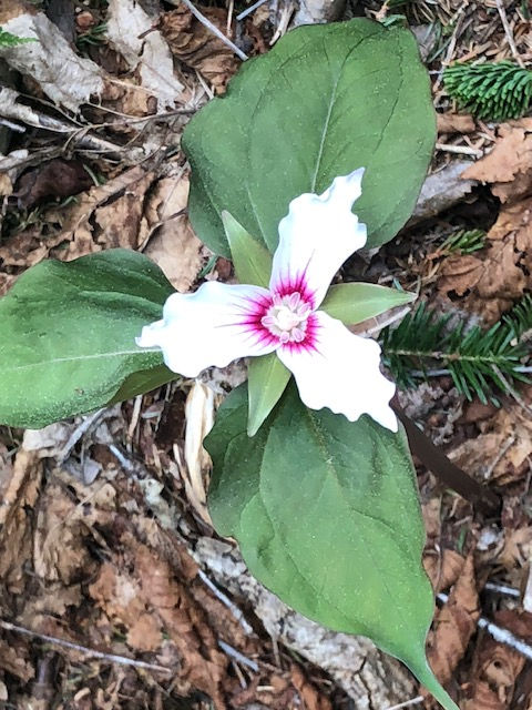 pretty three petaled white flower with magenta center