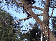 Branches dangereuses à l'échelle