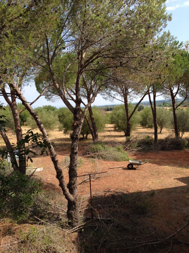 chantier à pézenas élagage pins