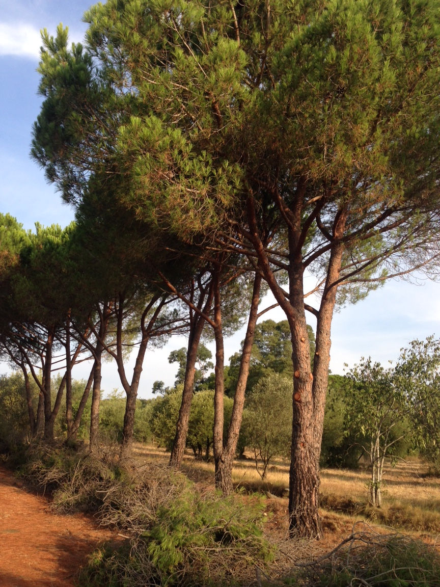 chantier à pézenas élagage pins