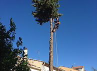 Oc-Scie-Branches Elagage d'un cyprès Neffiès