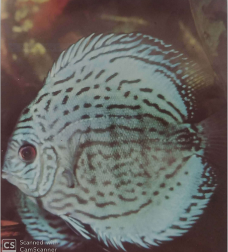 SB blue turq..PNG