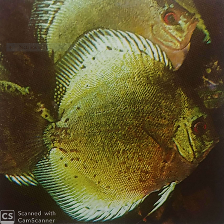 mg brill 72.PNG