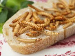 gusanos