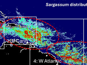 The Sargassum Deficit: What the 2026 Ecological Crisis Means for Riviera Maya Real Estate
