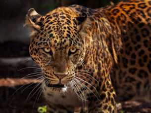 Tulum’s New Jaguar National Park, the Second Largest Nature Reserve in Quintana Roo, is Now Open - update 2025