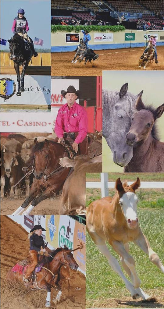 A collage of several REO Insurance Agency horse insurance clients riding their horses