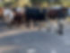 Cattle Farming .jpg
