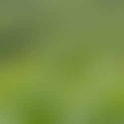 Dragon Well (Longjing) Green Tea Unveiling the Elixir of Longevity: