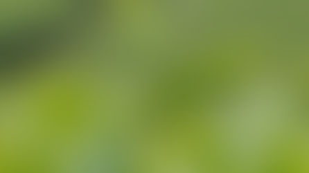 Unveiling the Elixir of Longevity: Dragon Well (Longjing) Green Tea