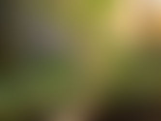 Exploring the Benefits and Uses of Dang Shen Codonopsis Pilosula in Traditional Medicine