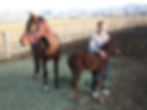 Foal Imprinting