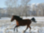 Joye in Winter
