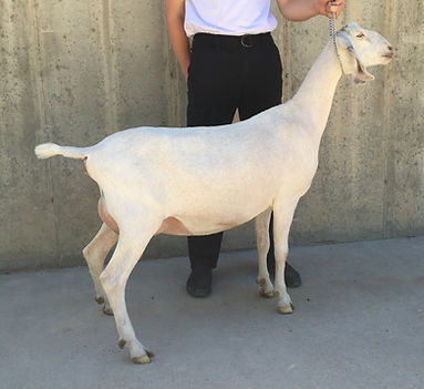 Legacy Hill Something Royal