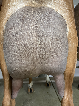 Legacy Hill BR Willow