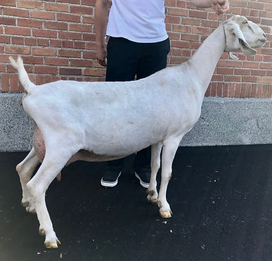 Legacy Hill Chamois