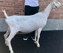 Legacy Hill Chamois