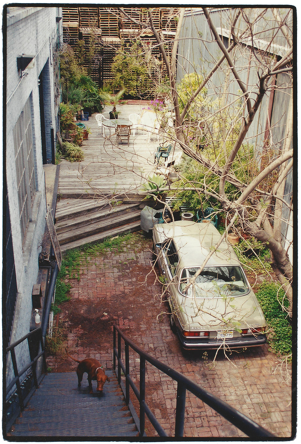 Back yard