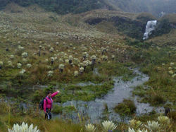 PARAMO DE FRAILEJONES