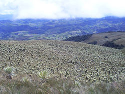 PARAMO DE FRAILEJONES