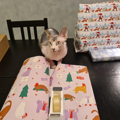 Sphynx med julklappar