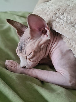 Sphynx sover under filt
