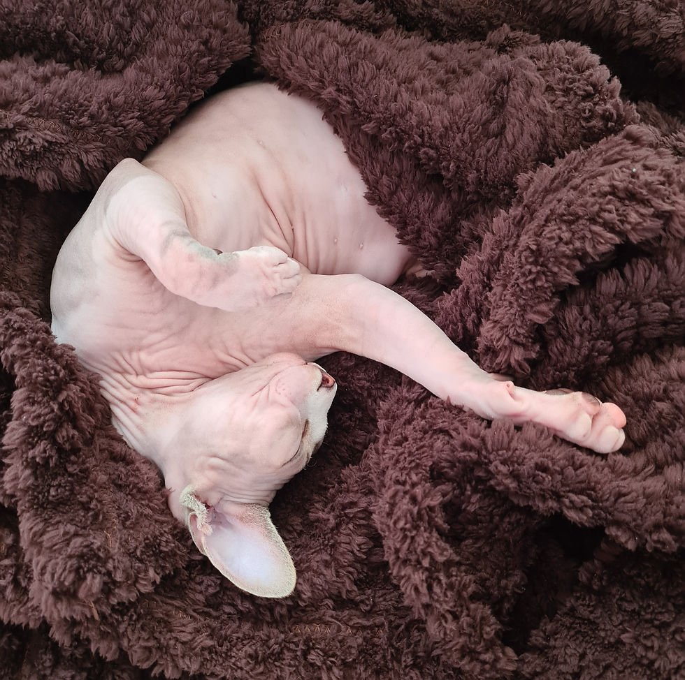 En sphynx sover på en brun filt