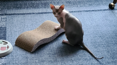 Klösbräda - om katten själv får välja