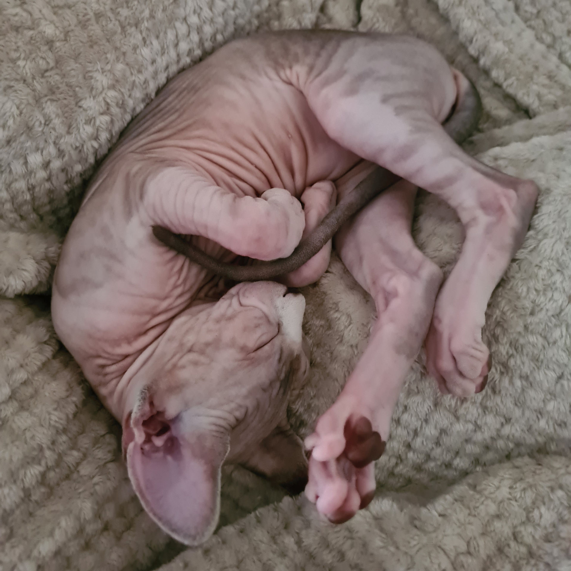 Sphynx Dimma asleep