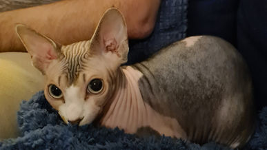 En sphynx som ligger på en blå filt