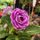 Miniatura: Jardín Plantellería