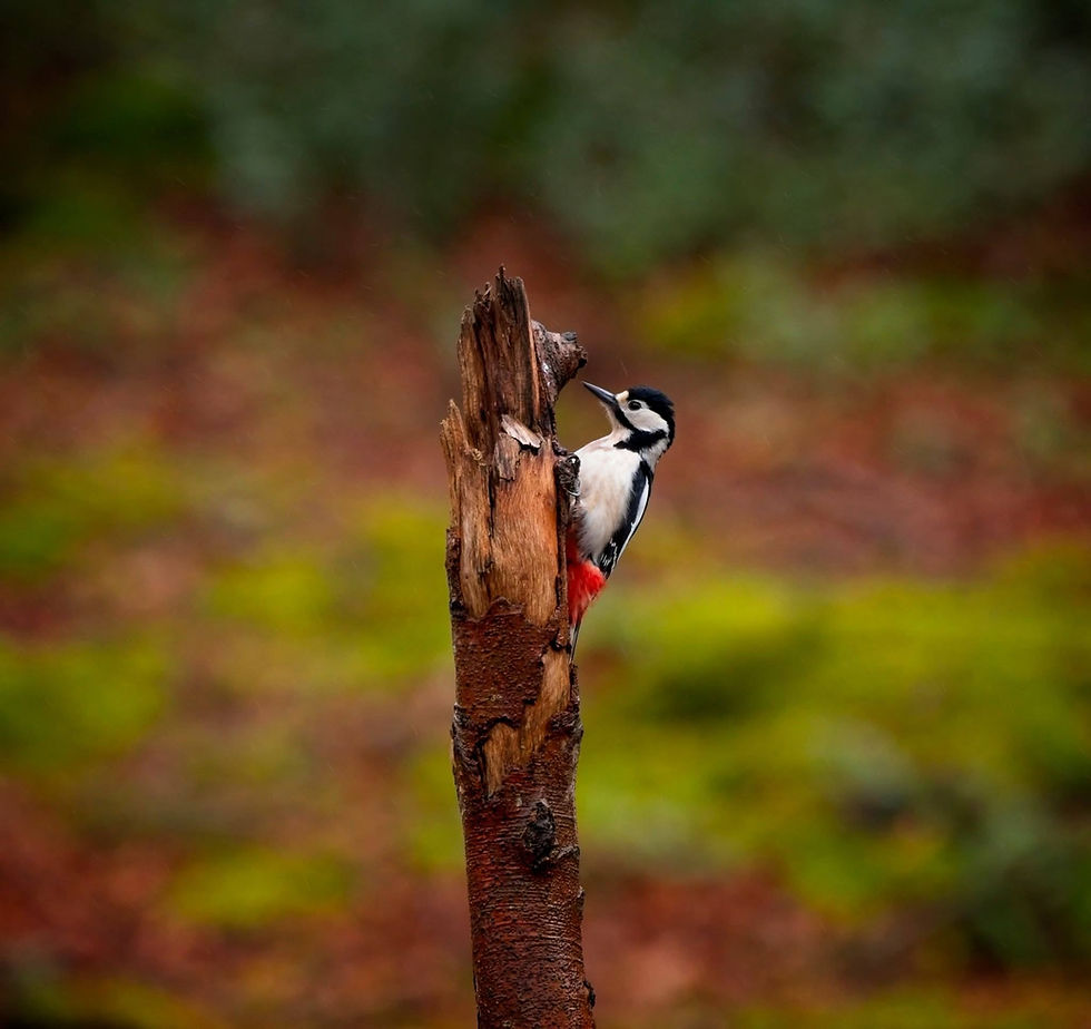 Into The Woods - Club Outing
