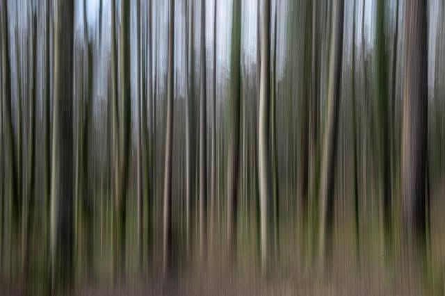 CLUB OUTING - Tollymore Forest, Newcastle
