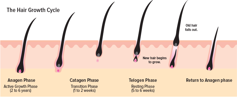 Image courtesy of hairsciencescenter.com