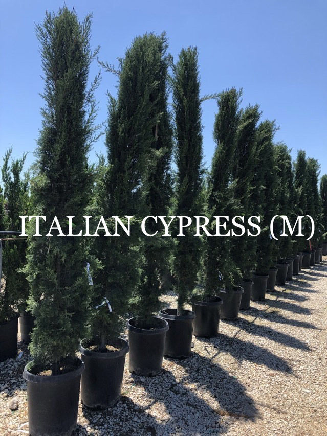 Best Privacy Trees for North Texas