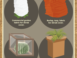 Protect Your Plants From a Freeze this Winter!