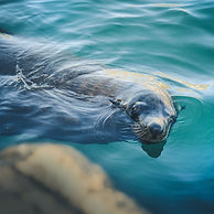 Sealife