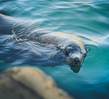 Sea Lion Close-Up