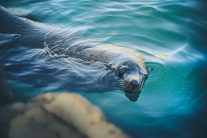 Sealife