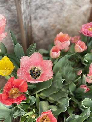 Spring Tulips from the farm