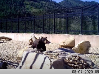 A Bill That Could Save Lives — Wildlife and Human: Why You Should Care About HB 431