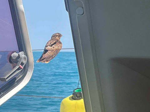 Honu Sailing Adventures is a catamaran sailing charter based in Tavernier, Florida with trips leaving from Georgetown Exuma in the Bahamas. Honu Sailing Adventures operates trips through the Exumas islands of the Bahamas. Honu sailing charters are designed for you to experience the ultimate adventure aboard a cruising catamaran. Honu trips are custom and offer a personalized journey tailored to your desires and interests. 