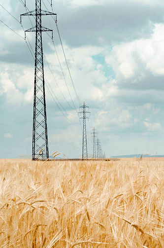 Wheat and powerlines