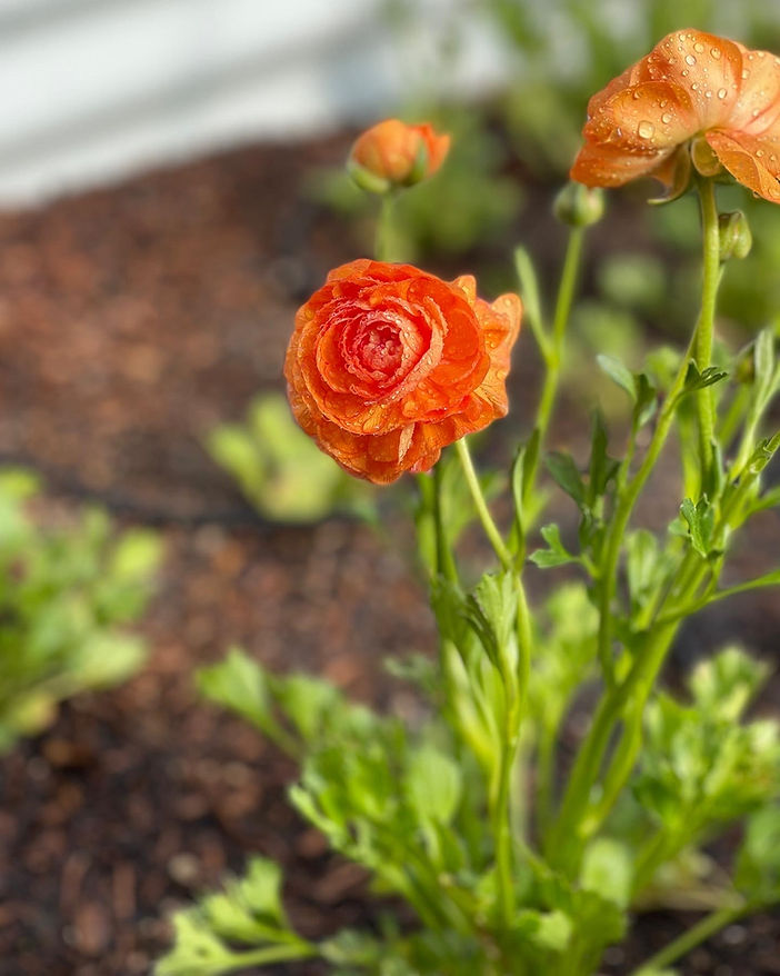 Farm Ranunculus