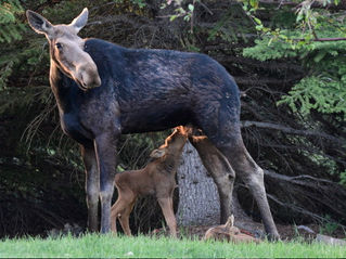 She Gave Birth in Someone’s Front Yard