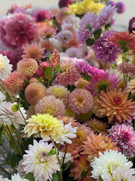 Dahlias in bundle
