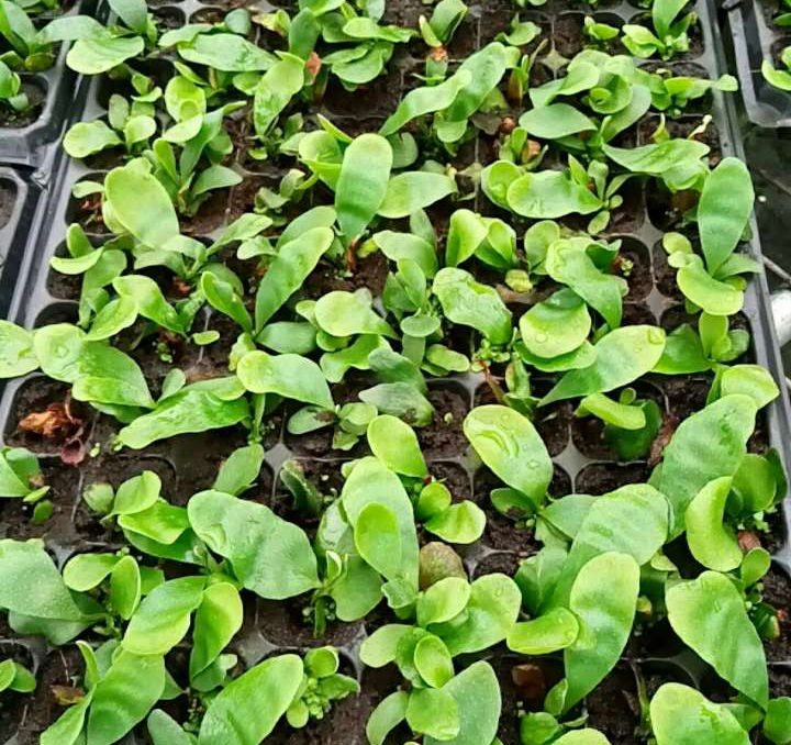2017.07 Platycerium bifurcatum 'Netherlands'01.jpg